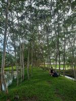 Paglinawan Organic Eco Farm - B&B Molave