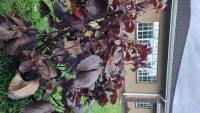 2BR Cottage Swimming Pool Near Airport - B&B