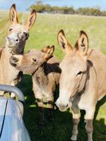 B&B Toodyay - Sandalwood Downs Fabulous Farm Stay TOODYAY - Bed and Breakfast Toodyay