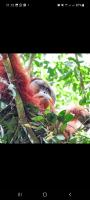 Sumatra Treking Lauser Park - B&B