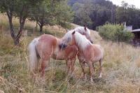 Le Gîte des Chevaliers - Ferienwohnung Sainte-Croix-aux-Mines
