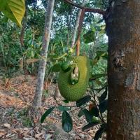 White Rose - B&B Chengētt