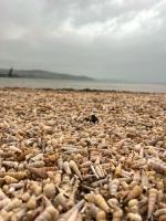 ArtWoodResidence - B&B Ancarano