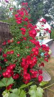 Ferienhaus Rose & Lavendel - Bed and Breakfast