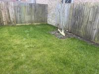 Charming 3 bedroom flint cottage - B&B Lakenheath