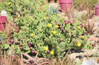 Chez Laura et Benjamin ! Maison à la plage climatisée - B&B Frontignan