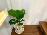 Ellie House Phuket Old Town - Bed and Breakfast