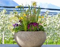 Haus Wiesenstein - B&B Lana