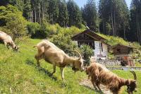 Baita - Chalet Nagalù - B&B Madonna di Campiglio