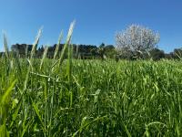 Trulli del Sole - B&B