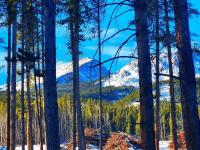 B&B Breckenridge - Lazy Fox Lodge in National Forest View - Bed and Breakfast Breckenridge