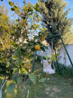 Gerea's Holiday House - B&B Durazzo