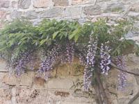 Les Glycines - B&B