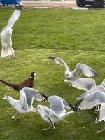 Chalet 88 - B&B Hemsby