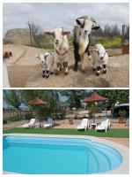 B&B Orgaz - Finca - Granja " El Chaparral" - Bed and Breakfast Orgaz