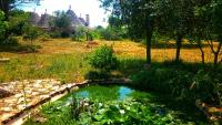 Trullo nel bosco, lungo il sentiero escursionistico ciclabile dell'acquedotto pugliese - B&B Cisternino