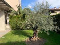 Residenza Puccini - Ferienwohnung