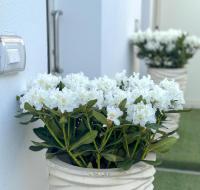 Vicoletto Fiorito - B&B