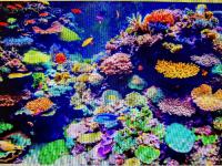 CORAL apartment - Bed and Breakfast