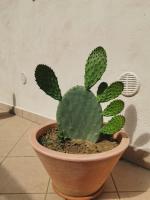 Intera casa appena ristrutturata - B&B Parabita