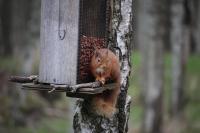 Lodges at the Mains - B&B Inverness