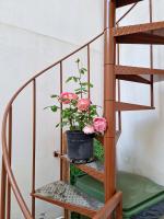 Living Bouganville - B&B Trapani