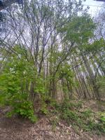 Au seuil de la Forêt 65m2 Nature & Spa - Ferienwohnung Weinbourg