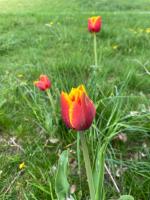 Idea Farm - Bed and Breakfast Callicoon Center