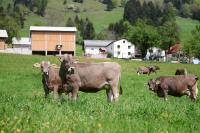 Ekološka turistična kmetija pri Lovrču - B&B