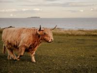 B&B Crail - Clover Cottage countryside retreat with sea views - Bed and Breakfast Crail