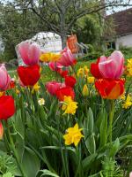 Yourte Bourgogne - B&B Corvol-d'Embernard