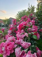 Apartment Ivica - Bed and Breakfast Boljenovići