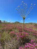 Chalé toca do lobo - Ferienwohnung São Jorge
