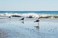 Direct Gulf Views with Deeded Beach Access (#17) - Sleeps 7 - B&B