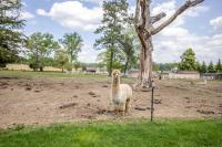 Hobbit House, one-of-a-kind home - B&B Bel Air