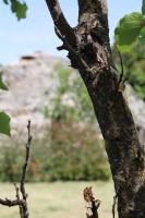 La Cummersa all'ombra dell'Ulivo - B&B Locorotondo