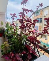 Apartment - B&B Tirana