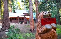 Sequoia Splendor, inside Kings Canyon NP by Visitors Center - B&B Wilsonia