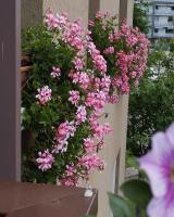 La Dama dei Fiori - B&B Vimercate