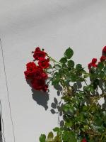 Casa delle rose - B&B Craveggia