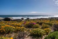 B&B Strandfontein - Namaqua Flowers Beach Camp - Bed and Breakfast Strandfontein