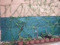 Gite 2 chambres avec cours - B&B Weyer