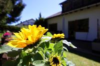 Apartamento de 1 dormitorio con terraza