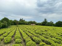 Eco-friendly Guesthouse Tea Gezruli 25 km from Chiatura - Chambres d'hôtes Ts’insopeli