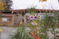 Ferienwohnung GNUBBEL am Wald - Bed and Breakfast