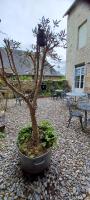 Logis La P'tite Futée - B&B