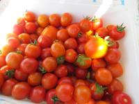 Il Gelso Bianco - B&B Vieste