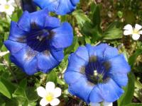 bella Romantica - B&B Brünig