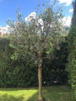 Ulivo Apartment VDA QUART 0035 - Bed and Breakfast Aosta