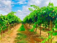 Nevid Family Home - Bed and Breakfast Merbein South